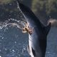 Image for article titled And now, a dolphin with an octopus stuck to its naughty bits
